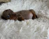 Dachshund (Miniature Smooth Haired)