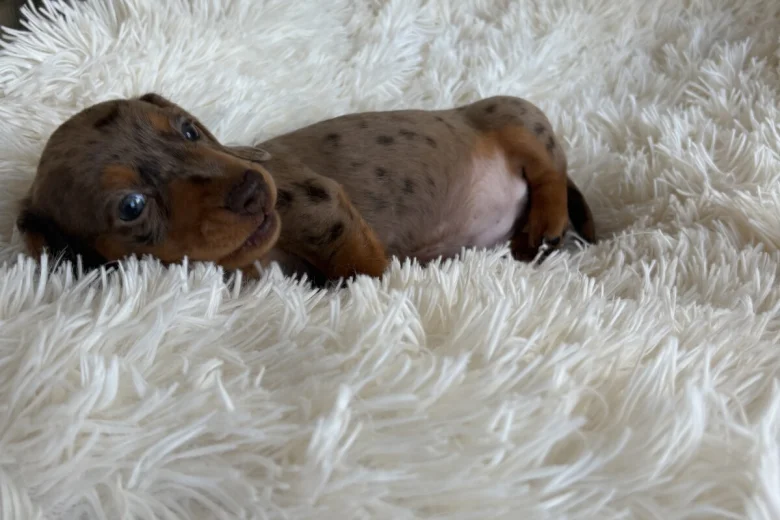Dachshund (Miniature Smooth Haired)