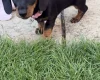 Dachshund (Miniature Smooth Haired)