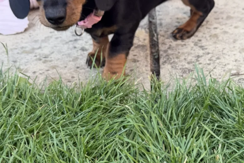 Dachshund (Miniature Smooth Haired)