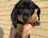 Dachshund (Miniature Smooth Haired)