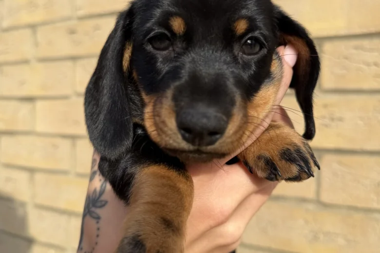 Dachshund (Miniature Smooth Haired)