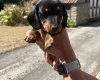 Dachshund (Smooth Haired)