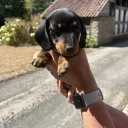Dachshund (Smooth Haired)