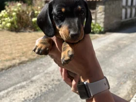 Dachshund (Smooth Haired)