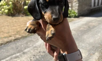 Dachshund (Smooth Haired)