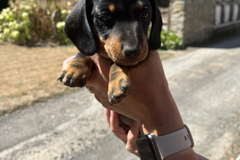 Dachshund (Smooth Haired)