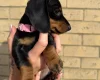Dachshund (Miniature Smooth Haired)