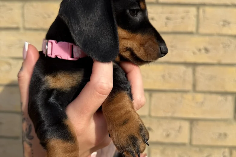 Dachshund (Miniature Smooth Haired)