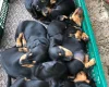 Dachshund (Smooth Haired)