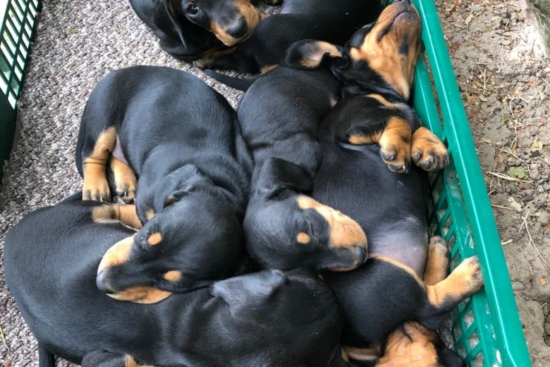 Dachshund (Smooth Haired)