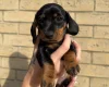 Dachshund (Miniature Smooth Haired)