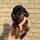 Dachshund (Miniature Smooth Haired)