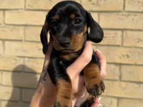 Dachshund (Miniature Smooth Haired)