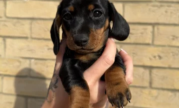 Dachshund (Miniature Smooth Haired)