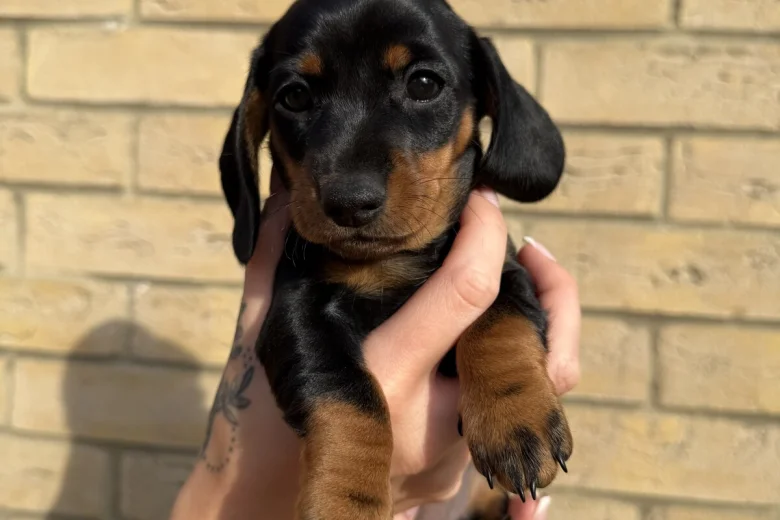 Dachshund (Miniature Smooth Haired)