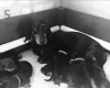 Dachshund (Miniature Smooth Haired)