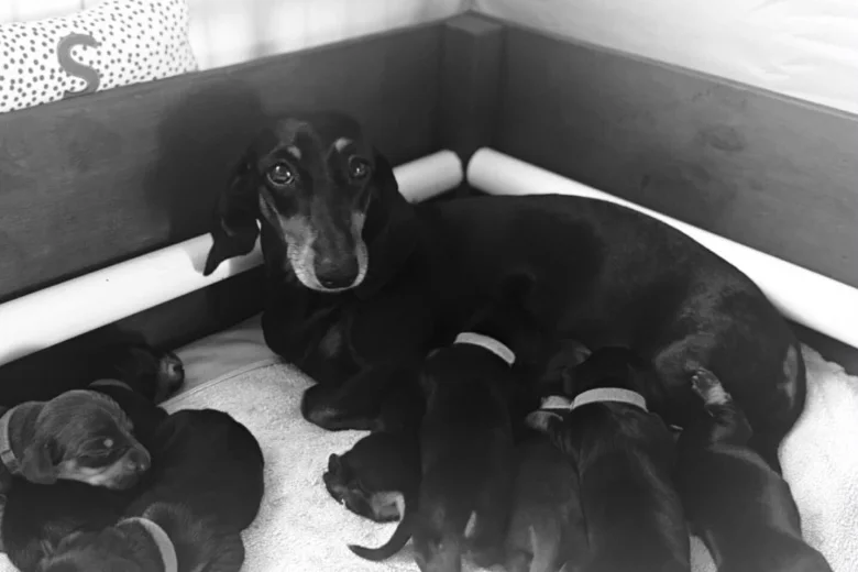 Dachshund (Miniature Smooth Haired)