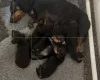 Dachshund (Smooth Haired)