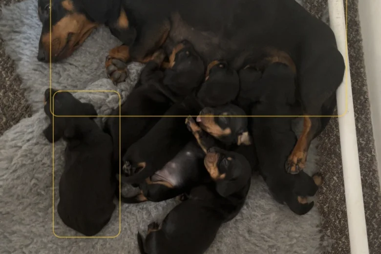 Dachshund (Smooth Haired)