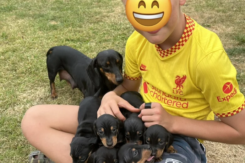 Dachshund (Smooth Haired)