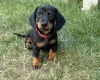 Dachshund (Miniature Smooth Haired)