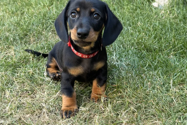 Dachshund (Miniature Smooth Haired)