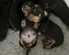 Dachshund (Smooth Haired)