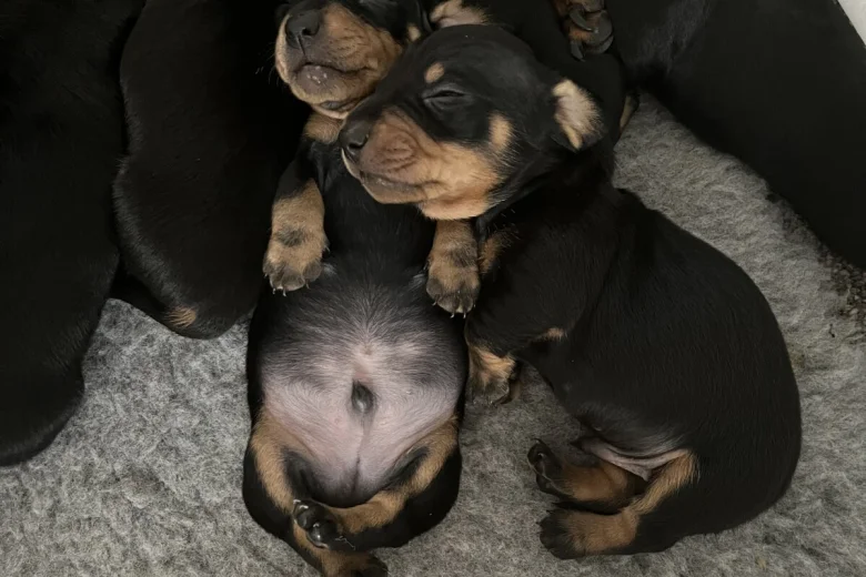 Dachshund (Smooth Haired)