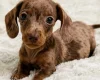 Dachshund (Miniature Smooth Haired)