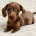 Dachshund (Miniature Smooth Haired)