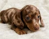 Dachshund (Miniature Smooth Haired)