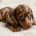 Dachshund (Miniature Smooth Haired)