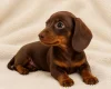 Dachshund (Miniature Smooth Haired)