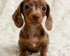Dachshund (Miniature Smooth Haired)