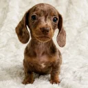 Dachshund (Miniature Smooth Haired)