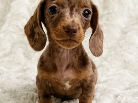 Dachshund (Miniature Smooth Haired)