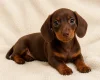Dachshund (Miniature Smooth Haired)