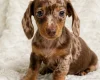 Dachshund (Miniature Smooth Haired)