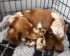 Dachshund (Miniature Smooth Haired)