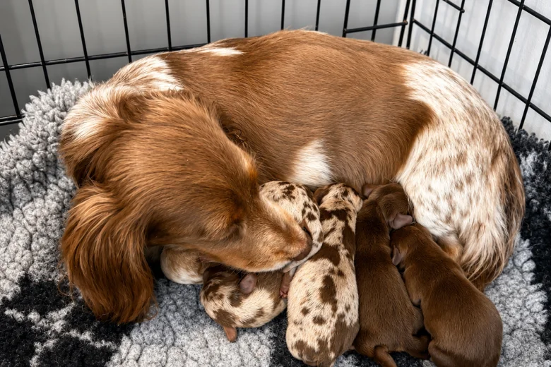 Dachshund (Miniature Smooth Haired)