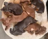 Dachshund (Miniature Smooth Haired)