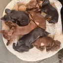 Dachshund (Miniature Smooth Haired)