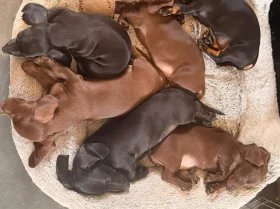 Dachshund (Miniature Smooth Haired)