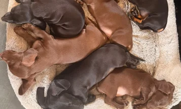 Dachshund (Miniature Smooth Haired)