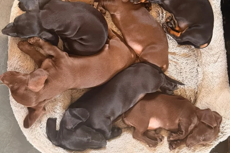 Dachshund (Miniature Smooth Haired)
