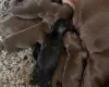 Dachshund (Miniature Smooth Haired)