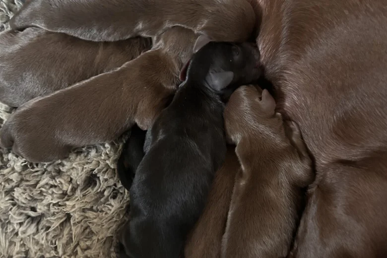 Dachshund (Miniature Smooth Haired)