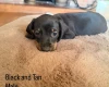 Dachshund (Miniature Smooth Haired)