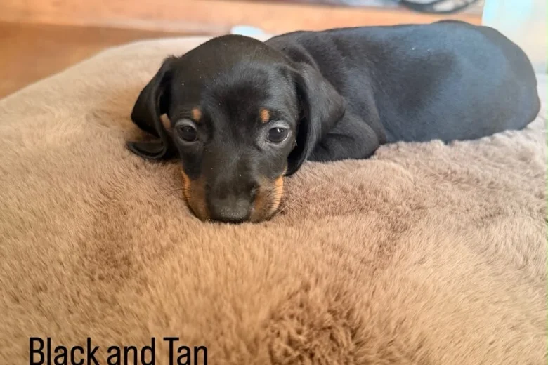 Dachshund (Miniature Smooth Haired)